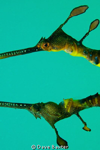 2 weedy seadragons doing something - I found them near a ... by Dave Baxter 